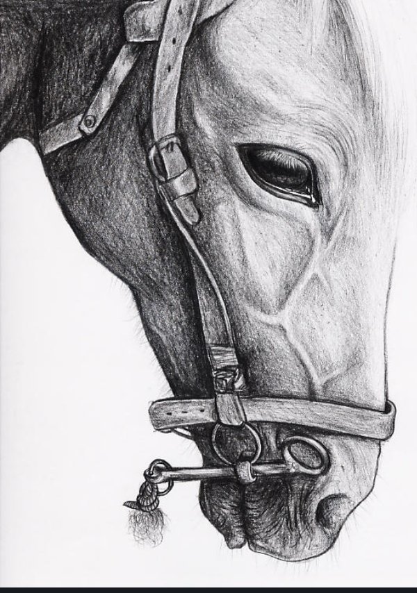 Early graphite portrait by Alireza Hemadani, horse head study, pencil on paper